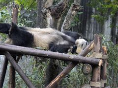 -成都大熊猫繁育研究基地