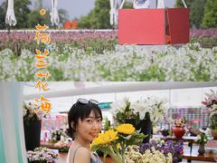 -荷兰花海