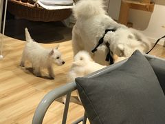-听TA说宠咖·宠物生活馆(天韵水岸店)