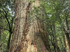 -天目山大树王景区