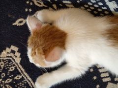 -平行世界·猫咖(首经贸店)