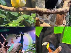 -正佳雨林生态植物园