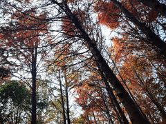 -上海海湾国家森林公园