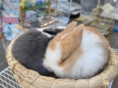 -哈尔滨道外花鸟鱼市场