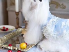 -萌宠之家·腊肠犬·马尔泰·小体犬舍