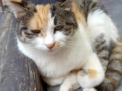 -猫的天空之城概念书店(苏州诚品店)