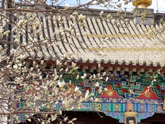 -护国法轮寺