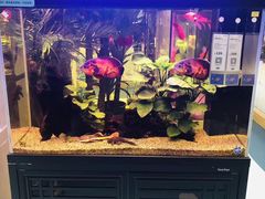 -龟与熊猫宠物公园(南坪店)