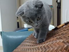 -关爱宠物医院·猫科中心·消化科(滨湖万达分院)