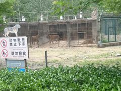 -秦皇岛野生动物园