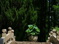 -上海醉白池公园