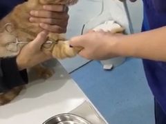-伟伟宠物医院·CT影像中心·瑞派犬猫综合性门诊(汉口总院)