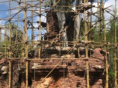 -奥兰多迪士尼动物王国乐园