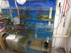 水产区-老闽味姜母鸭·煎蟹闽菜餐厅(曾厝垵地标店)