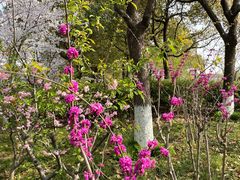 -高东镇樱花园