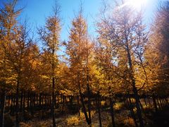 -塞罕坝国家级自然保护区