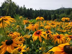 -武陵山森林公园