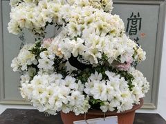 -杭州植物园