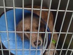 -汪喵宠物医院·骨科心脏影像·犬猫急重症ICU诊疗中心(成华分院)