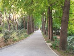 -上海滨江森林公园