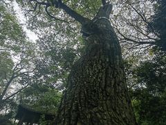 -秋霞圃