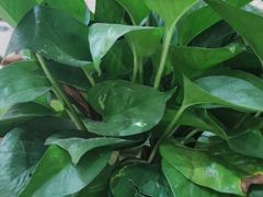 -果渊斋老米家泡馍馆(学诚广场店)