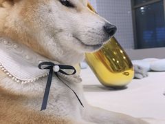 -柴务处·柴犬主题狗咖