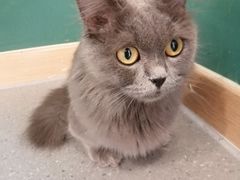 -飞行喵MR PILOT|猫舍·猫咖(静安大融城店)