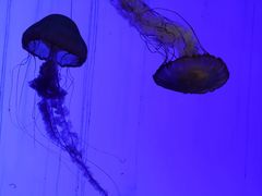 -上海海洋水族馆