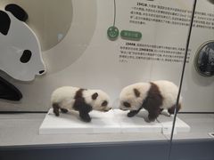 -四川大学博物馆