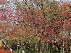 -杭州黄龙洞