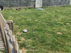 -趣玩宠物乐园寄养训犬训狗游泳池
