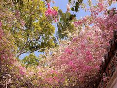 -深圳国际园林花卉博览园