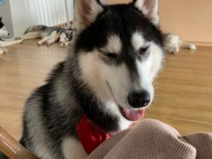 -Husky Go! 哈士奇体验馆·宠物咖啡厅狗咖