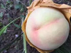 -南汇新场正宗水蜜桃采摘