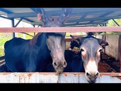 -元鼎宝驴香·全驴宴(江宁店)