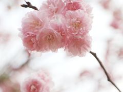 -天适樱花悠乐园