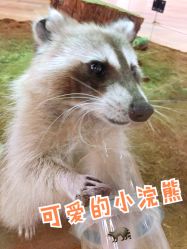 -七巧国萌宠乐园(龙湖天街店)