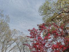 -上海吴淞炮台湾国家湿地公园