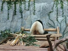 -深圳野生动物园