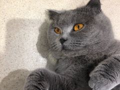 -藏猫猫咖啡主题馆(中央大道店)