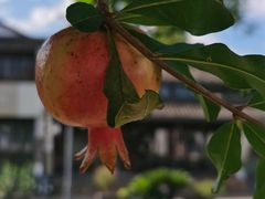 -东梓关景区村庄