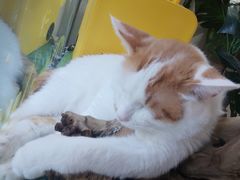 -平行世界·猫咖(首经贸店)