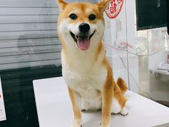 -成都民大动物医院