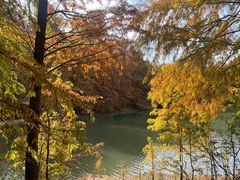 -上海海湾国家森林公园