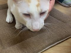-猫和宫(六道口店)