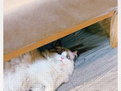 -猫十亿·布偶金渐层·曼基康矮脚猫舍(青年路店)