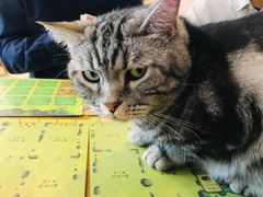 -平行世界·猫咖(首经贸店)