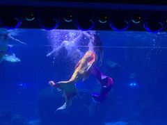 -石家庄海洋公园