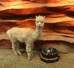 -酷嗒动物文化乐园(cutezoo西溪乐天城店)